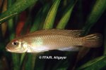 Nanochromis parilius - 